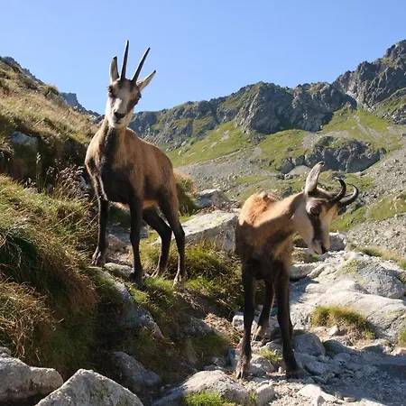 Apartment Mountain View Apartments With Sauna & Free Parking Vysoke Tatry